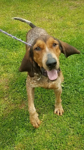 Rowdy Dawson County Humane Society