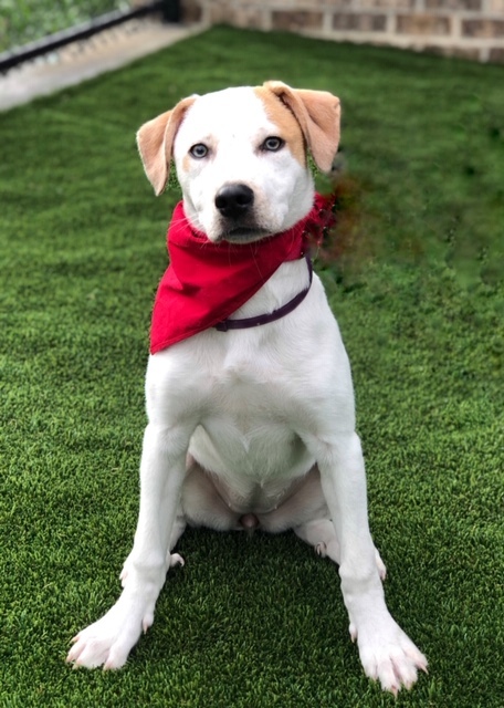 Ryleigh Humane Society NW Georgia