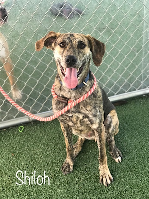 Shiloh Cobb County Animal Shelter