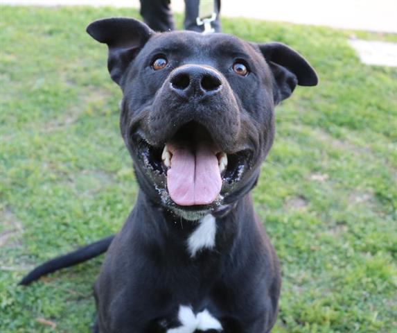 Terrence Glynn County Animal Services