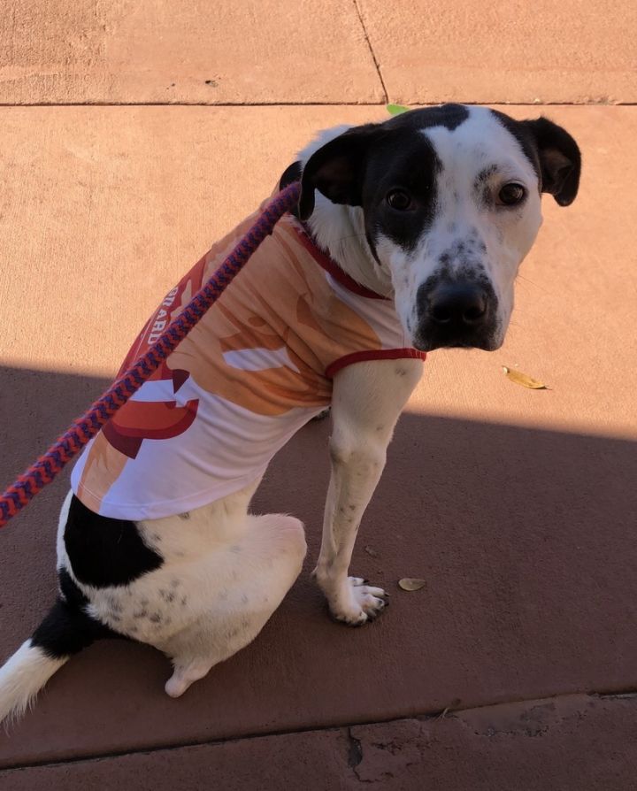 WC Humane Society of Terrell County