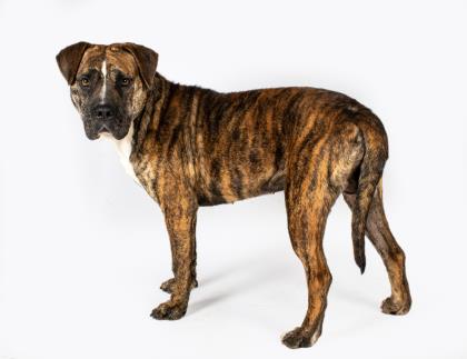 Whiskey DeKalb Lifeline Animal Services