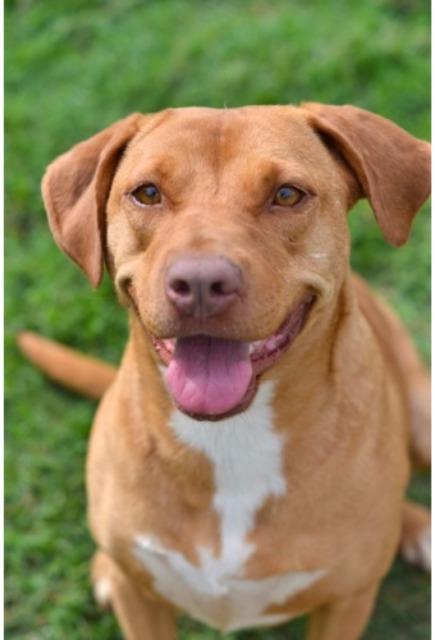 April CSRA Humane