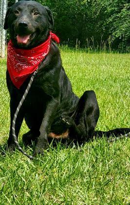 Baloo Moultrie-Colquitt Humane