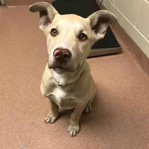 Barkowitz PAWS Humane