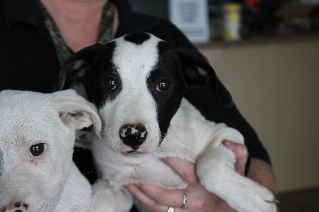 Cha Cha Humane Society South Coastal GA