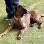 Adoptable (Official) Georgia Dogs for May 14, 2020