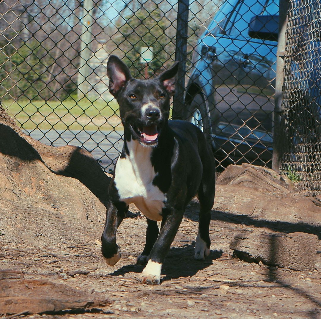 Chelsea CSRA Humane