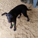 Adoptable (Official) Georgia Dogs for May 7, 2020