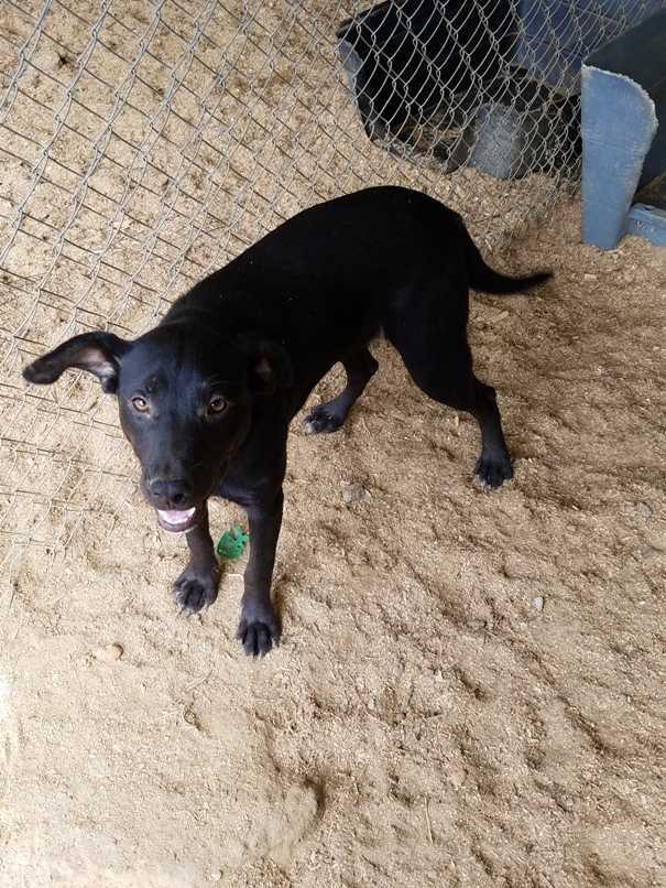 Chester Emanuel County Humane Society