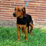 Adoptable (Official) Georgia Dogs for May 22, 2020