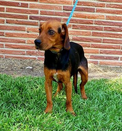 Chief Moultrie-Colquitt Humane