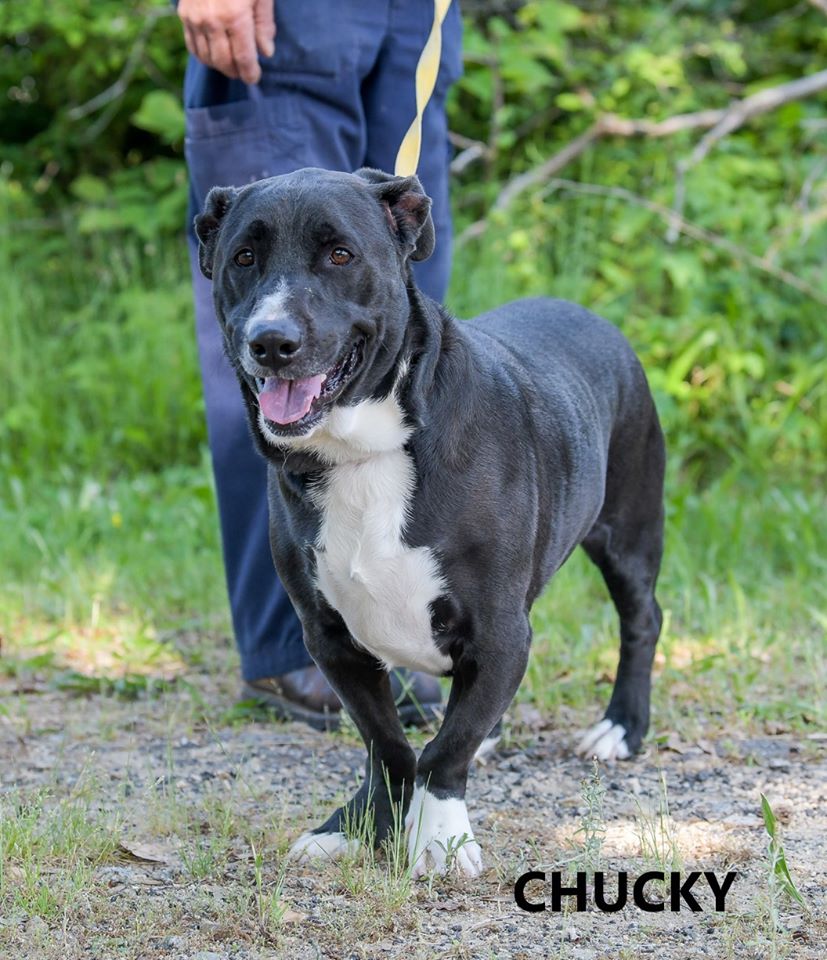 Chucky Washington Wilkes Animal Shelter