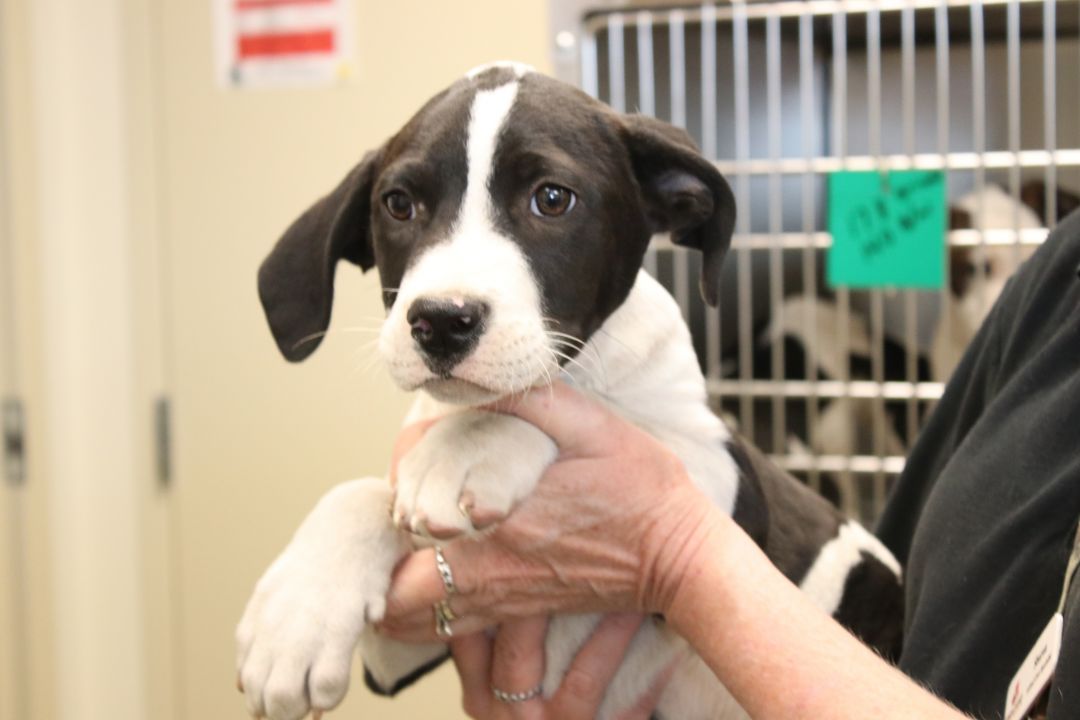 Fred Humane Society South Coastal GA