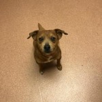 Adoptable (Official) Georgia Dogs for May 26, 2020