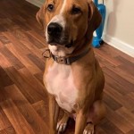 Adoptable (Official) Georgia Dogs for May 18, 2020