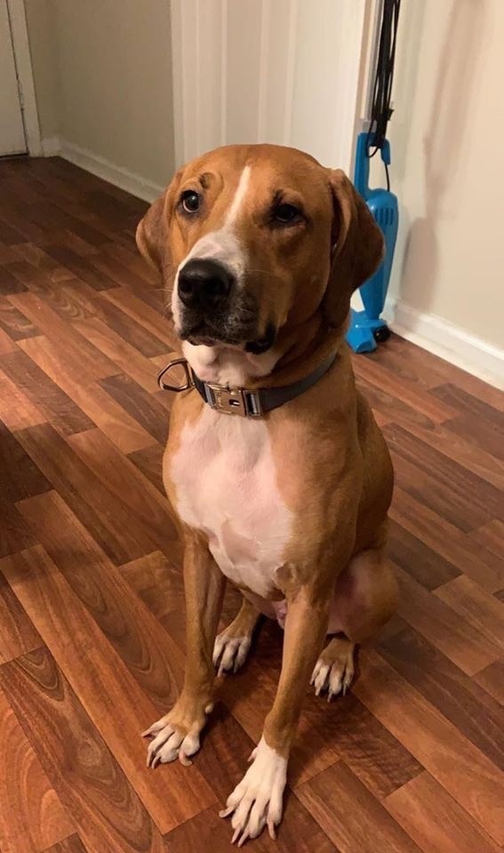 Huxley Humane Society Statesboro Bulloch County