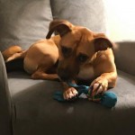 Adoptable (Official) Georgia Dogs for May 15, 2020