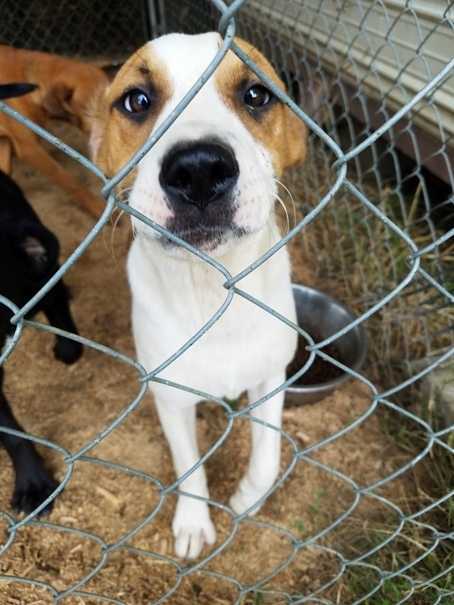Lacy Emanuel County Humane Society