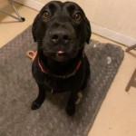 Adoptable (Official) Georgia Dogs for May 28, 2020