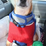 Adoptable (Official) Georgia Dogs for May 8, 2020