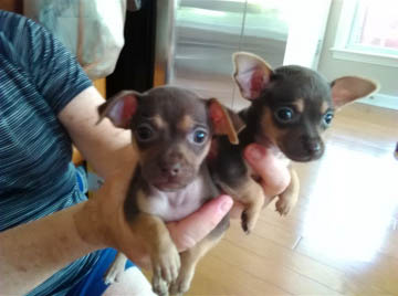 Lucy and Dezi Evelyns Place Rescue