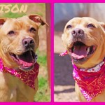 Adoptable (Official) Georgia Dogs for May 5, 2020