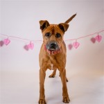 Adoptable (Official) Georgia Dogs for May 19, 2020