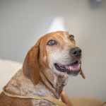 Adoptable (Official) Georgia Dogs for May 12, 2020