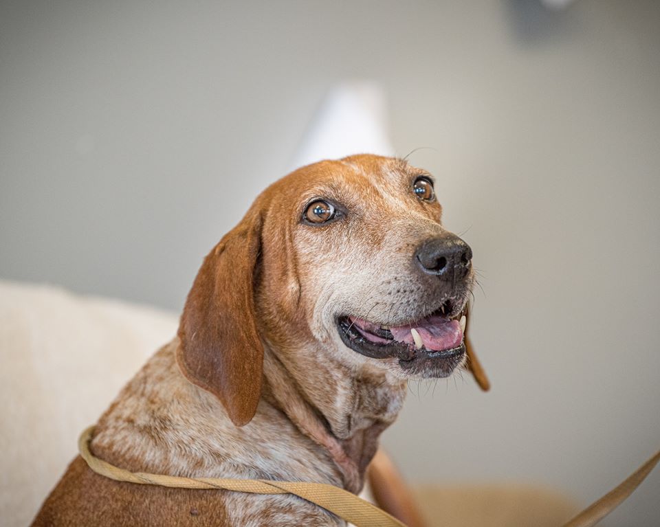 Molly Washington Wilkes Animal Shelter