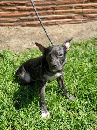 Peaches Moultrie-Colquitt Humane