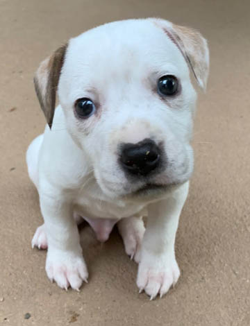 Rambo Evelyns Place Rescue