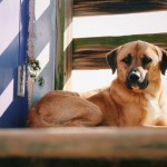 Adoptable (Official) Georgia Dogs for May 29, 2020