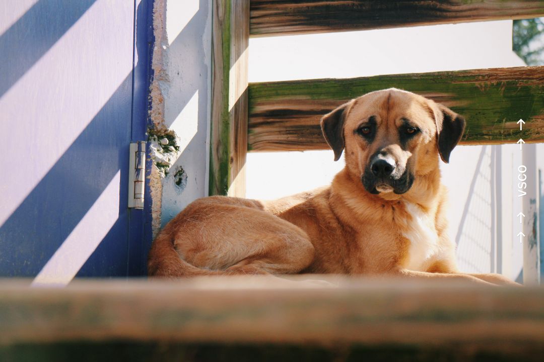 Ranger CSRA Humane