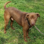 Adoptable (Official) Georgia Dogs for May 20, 2020