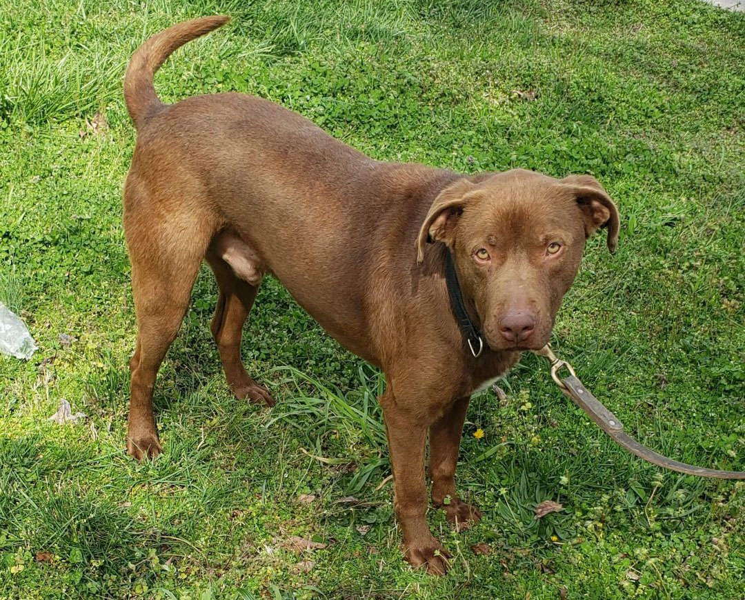 Ranger Homes 4-ever Rescue Org