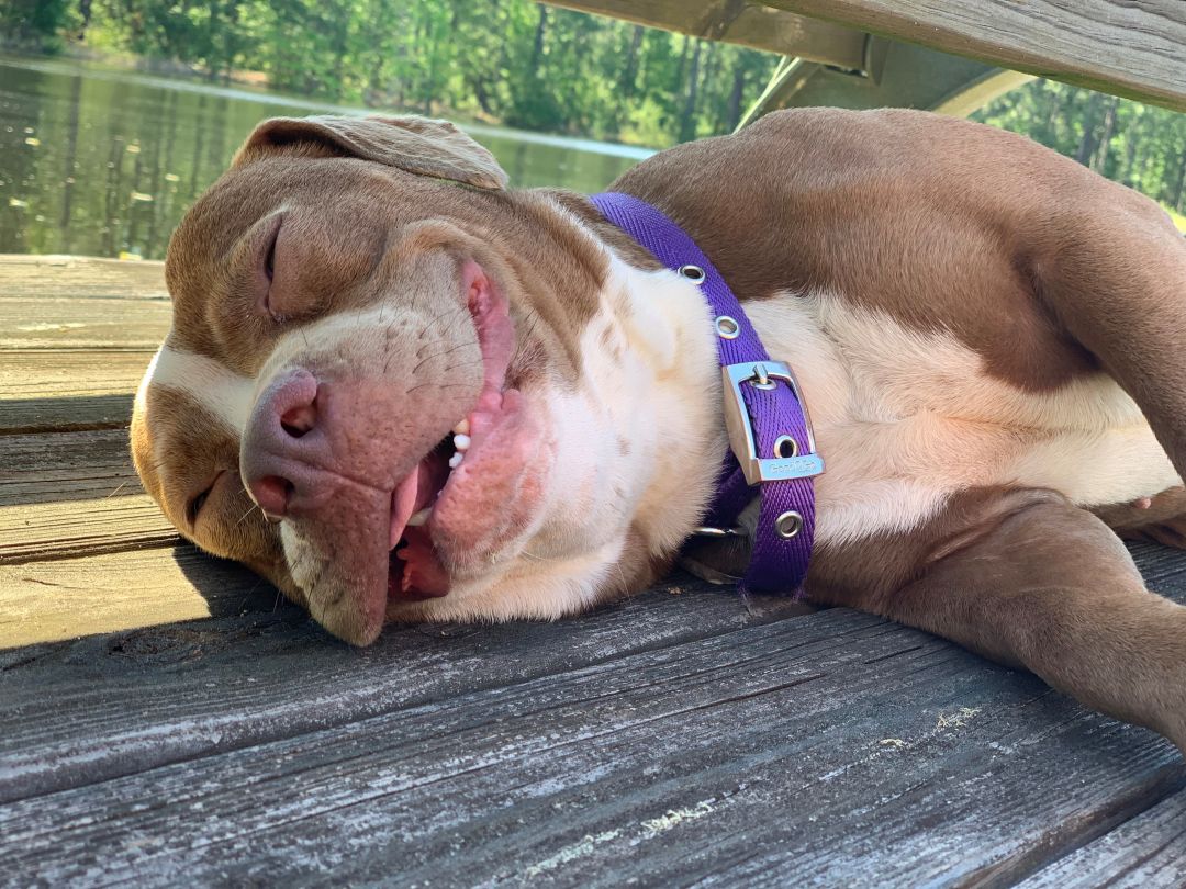 Roxanne Humane Society Statesboro Bulloch County