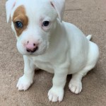 Adoptable (Official) Georgia Dogs for May 6, 2020