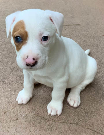 Ryder Evelyns Place Rescue