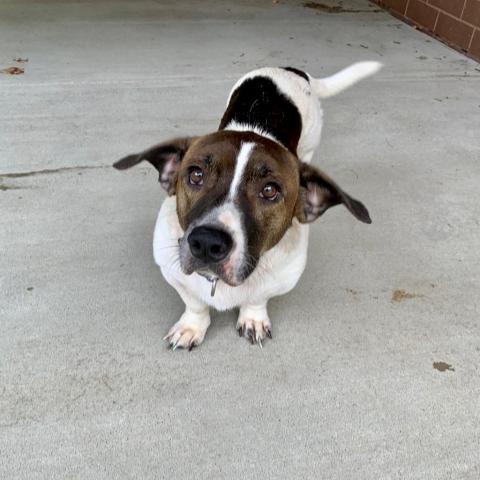 Scarlett 1 PAWS Humane