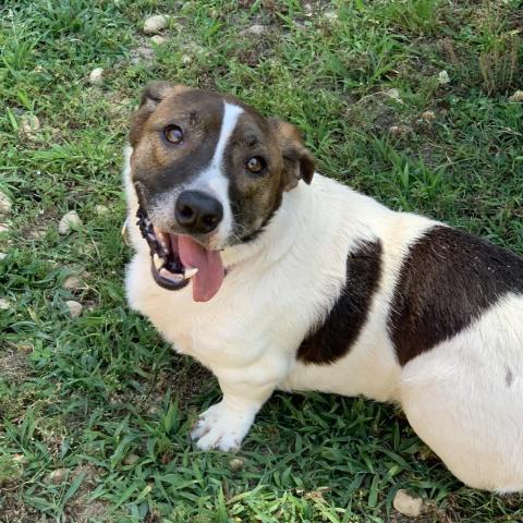 Scarlett 2 PAWS Humane