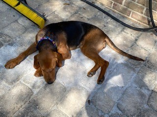 Siouxsie Humane Society Statesboro Bulloch County