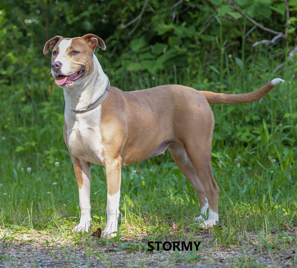 Stormy Washington Wilkes Animal Shelter