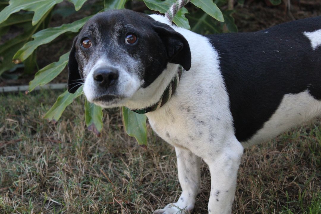 Sundance Humane Society South Coastal GA