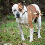 Adoptable (Official) Georgia Dogs for May 27, 2020
