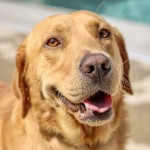 Adoptable (Official) Georgia Dogs for June 17, 2020