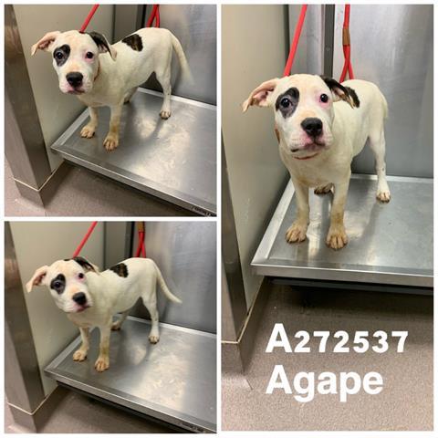 Agape Macon Bibb County Animal Welfare