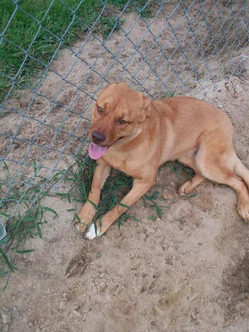 Bear Faithful Hearts Animal Shelter Eastman GA