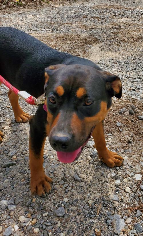 Betsy Castoff Pet Rescue Blairsville