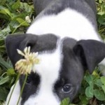 Adoptable (Official) Georgia Dogs for June 4, 2020